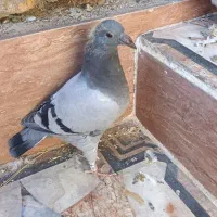 پلاکی|پرنده|خرمشهر, |دیوار