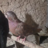 ماده سرخ|پرنده|شهرضا, |دیوار