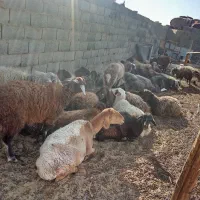 گوسفند مقانی میش وبز|حیوانات مزرعه|جرقویه, |دیوار