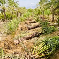 تحولی جدید در کیش|خدمات باغبانی و درختکاری|کیش, |دیوار