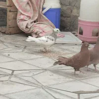 فروش تعدادی سرخ وطوقی