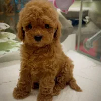 سگ پودل توی فوق زیبا