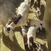 بز پاکستانی گوش بلند