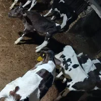 ۱۳راس گوساله شیری وقطع شیر صنعتی
