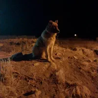 سگ گمشده سفید خالص یک چشمش چرک میکنه.