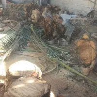 قطع و برش نخل رایگان|خدمات باغبانی و درختکاری|رامهرمز, |دیوار