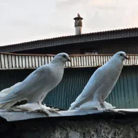 کبوتر بادکنکی
