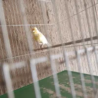 قناری ماده|پرنده|مرودشت, استادیوم|دیوار