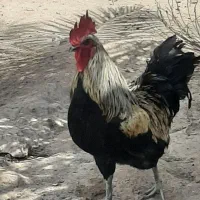 خروس محلی