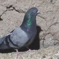 کفتر طوق تهرانی کرز