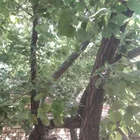 چوب درخت زرد آلو