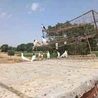 کبوتر پرنده سیاپوش|پرنده|بشاریات, |دیوار