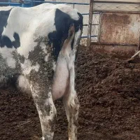 کود گاوی3ساله|خدمات باغبانی و درختکاری|گلبهار, شهر جدید گلبهار|دیوار