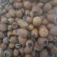 فروش ازگیل طبیعی