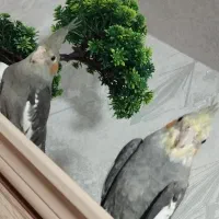 جفت عروس هلندی