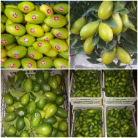 پرتغال لیمو ترش لبمو شیرین محلی