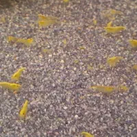 میگوی شریمپ