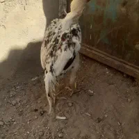 خروس لاری