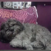 سگ گمشده در ستارخان