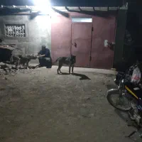 پژدر 10ماهه نر|سگ|رودبار, |دیوار