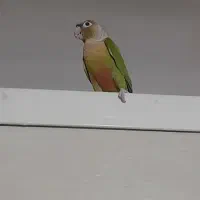 گرنچیک
