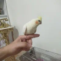 طوطی عروس هلندی