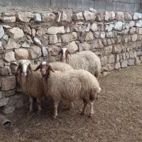 گوسفند میش سنجابی|حیوانات مزرعه|ماهیدشت, |دیوار