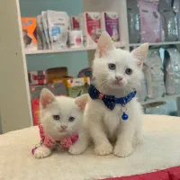 بچه گربه های چشم آبی