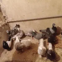۱۲کبوترنصف قیمت ۶المانی ۳تهرانی یکجفت سینه سیاه