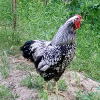 خروس ویاندوت سیلور