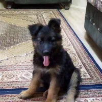 واگذاری .توله ژرمن ماده اصل وشجره دار|سگ|سلماس, |دیوار