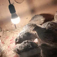 فروش بلدرچین سالم،،چاق و ارگانیک