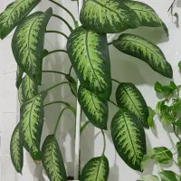 گل های اپارتمانی