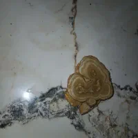 چند عدد سنگ زینتی