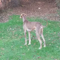 سگ تازی اصیل شکار بلد