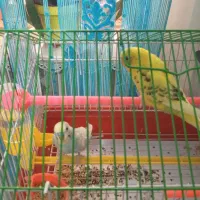 نر ماده مرغ عشق