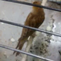 قناری عروس کوتوله مرغ عشق سهره