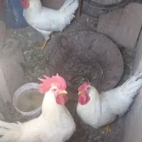 خروس