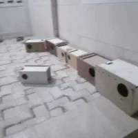 لونه دونی ۵۰۰ عروس هلندی و لونه مرغ عشق