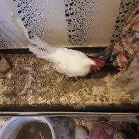 جوجه خروس|حیوانات مزرعه|کرج, بنیاد|دیوار