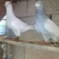 کفتر فروشی
