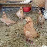 کبوتر چاینیز جفت