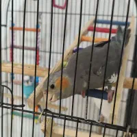 عروس هلندی|پرنده|اسلام‌شهر, شهرک قائمیه|دیوار