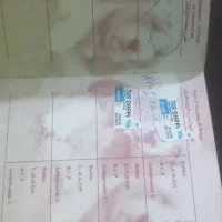 پامرانین روباهی ماده|سگ|ورامین, خیر آباد|دیوار