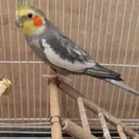 عروس هلندی سیامون نر بالغ کار داده با قفس با تخفیف