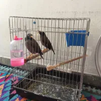 مرغ مینا مولد نرو ماده