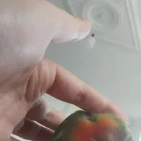 طوطی برزیلی سخنگو نر
