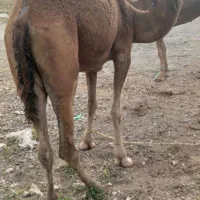 دوعدد شتر فروشی