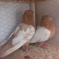 سینه زرد