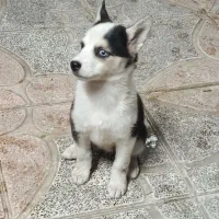 توله هاسکی|سگ|کرج, خرمدشت|دیوار